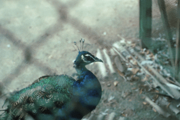 アルバム「くつのあと」の写真 (10073)