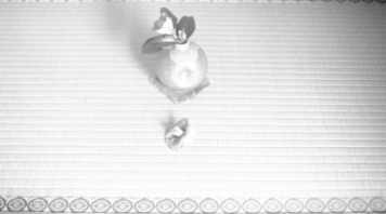 アルバム「奈良散歩」の写真 (10119)