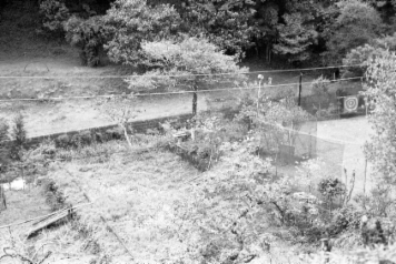 アルバム「日向白樺散歩」の写真 (11247)