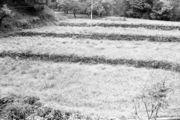 アルバム「日向白樺散歩」の写真 (11521)