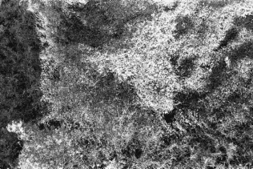 アルバム「加茂散歩」の写真 (11582)