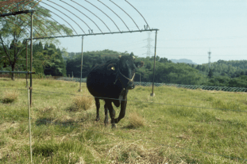 アルバム「くつのあと」の写真 (1233)