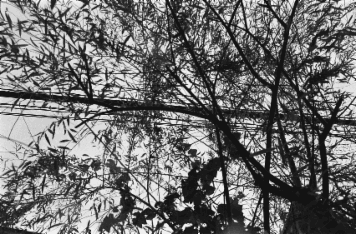 アルバム「大坂細見」の写真 (13691)