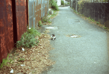 アルバム「湯浅・広川・黒江散歩」の写真 (14176)