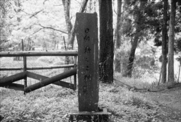 アルバム「日向白樺散歩」の写真 (1438)