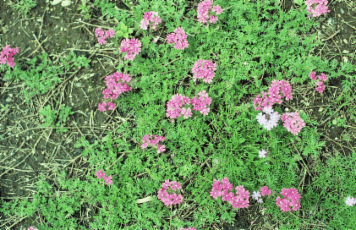 アルバム「韮山散歩」の写真 (1471)