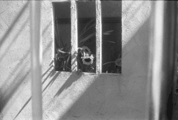 アルバム「大江戸細見」の写真 (14757)