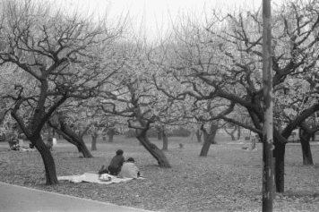 アルバム「大江戸細見」の写真 (14937)
