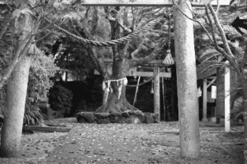 アルバム「日向白樺散歩」の写真 (16228)