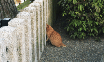 アルバム「大坂細見」の写真 (16366)