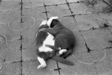 アルバム「みちのおく」の写真 (1644)
