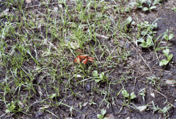 アルバム「坊津まで」の写真 (16475)