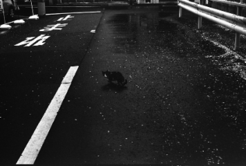 アルバム「大坂細見」の写真 (1800)