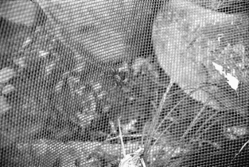 アルバム「西行記２０１４」の写真 (18866)