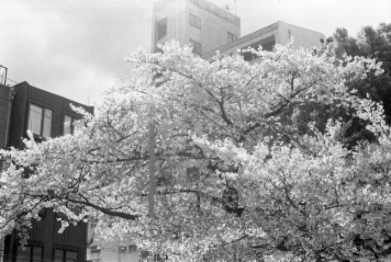 アルバム「大坂細見」の写真 (19276)