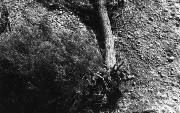 アルバム「浜松散歩」の写真 (19913)