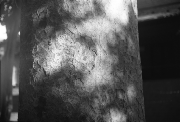 アルバム「大江戸細見」の写真 (20707)