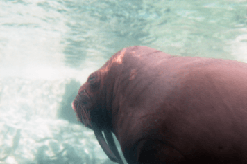 アルバム「キリシタン紀行」の写真 (20748)