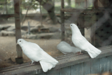 アルバム「くつのあと」の写真 (20885)