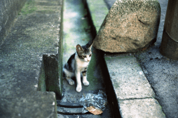 アルバム「大坂細見」の写真 (21330)