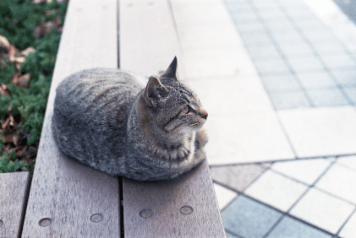 アルバム「大坂細見」の写真 (21503)