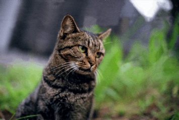 アルバム「坊津まで」の写真 (22086)