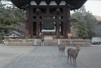 アルバム「奈良散歩」の写真 (22399)