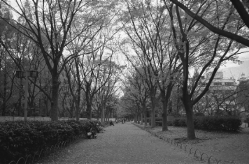 アルバム「大坂細見」の写真 (2331)