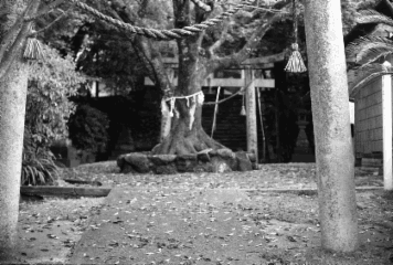 アルバム「日向白樺散歩」の写真 (23379)