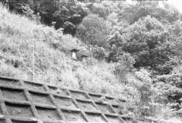 アルバム「日向白樺散歩」の写真 (23699)