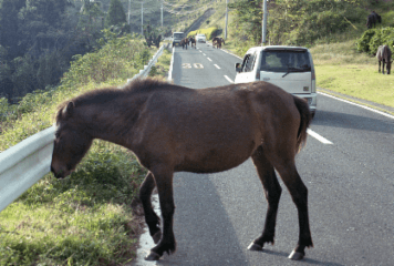 アルバム「西行記２０１４」の写真 (23910)