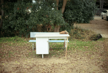 アルバム「加茂散歩」の写真 (2410)