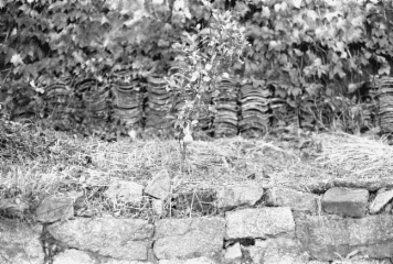 アルバム「加茂散歩」の写真 (24397)