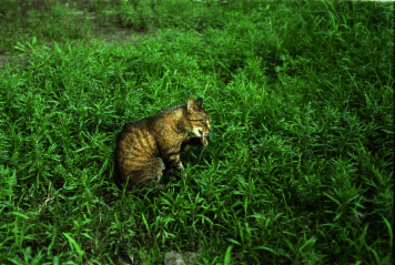 アルバム「大坂細見」の写真 (25762)