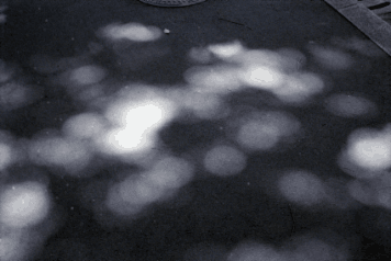 アルバム「大江戸細見」の写真 (25877)