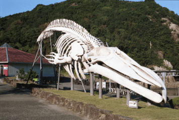 アルバム「南紀行」の写真 (25953)