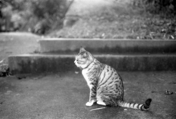 アルバム「くつのあと」の写真 (26141)