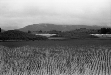 アルバム「日向白樺散歩」の写真 (26317)