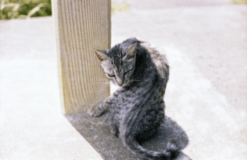 アルバム「坊津まで」の写真 (2863)