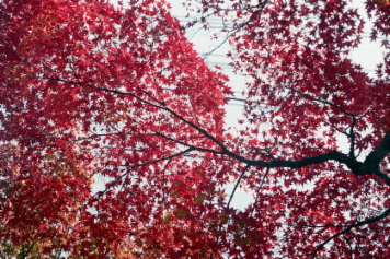 アルバム「大垣散歩」の写真 (3576)