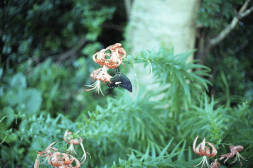 アルバム「印南散歩」の写真 (4029)