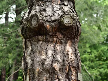 アルバム「北加伊紀行」の写真 (44430)