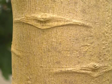 アルバム「北加伊紀行」の写真 (44455)