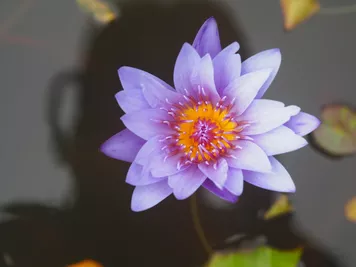 アルバム「奄美沖縄紀行2」の写真 (44731)