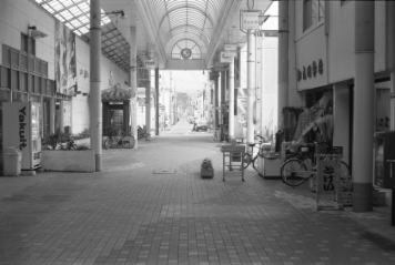 アルバム「日向白樺散歩」の写真 (4483)