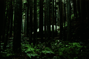 アルバム「笠置山・柳生のみち」の写真 (4918)