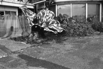 アルバム「南紀行」の写真 (5034)