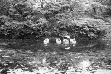 アルバム「大江戸細見」の写真 (5062)