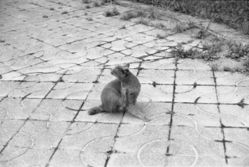 アルバム「みちのおく」の写真 (5116)