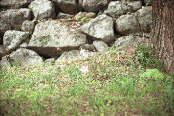 アルバム「坊津まで」の写真 (5194)
